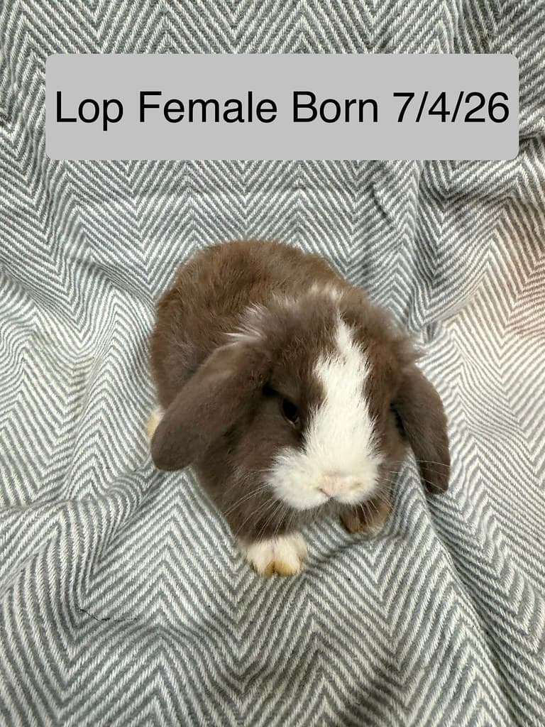 Available rabbit at AMRabbits