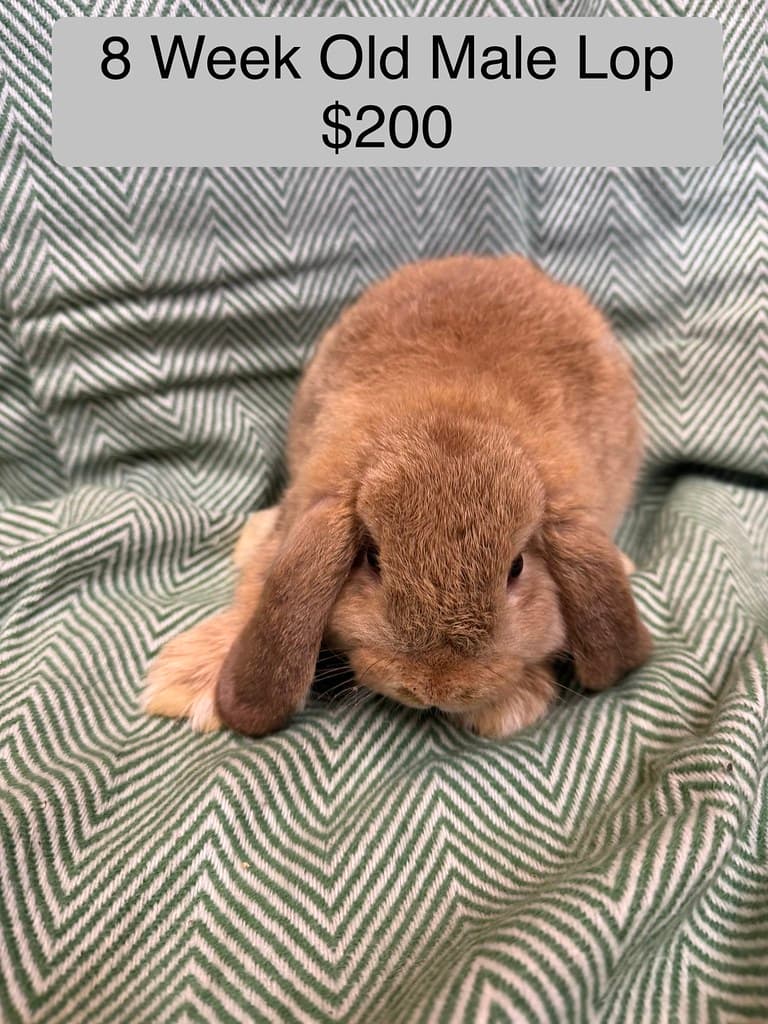 Available rabbit at AMRabbits