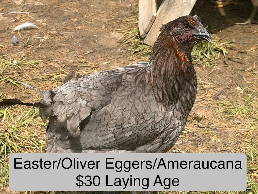 Available livestock at AMRabbits
