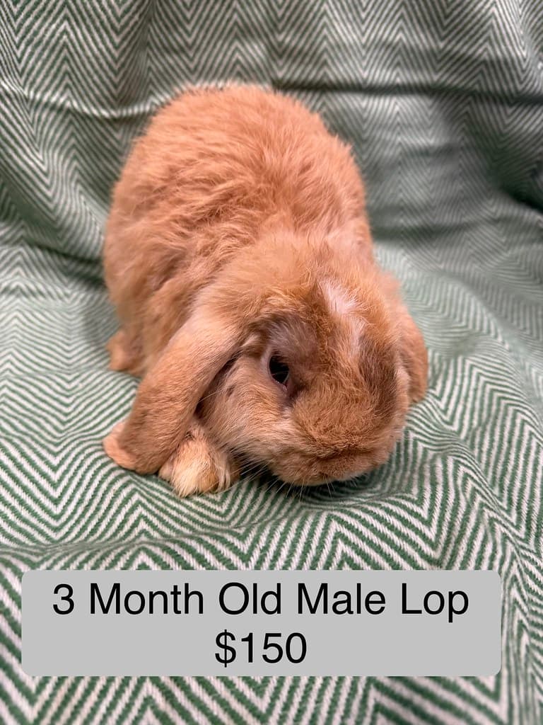 Available rabbit at AMRabbits