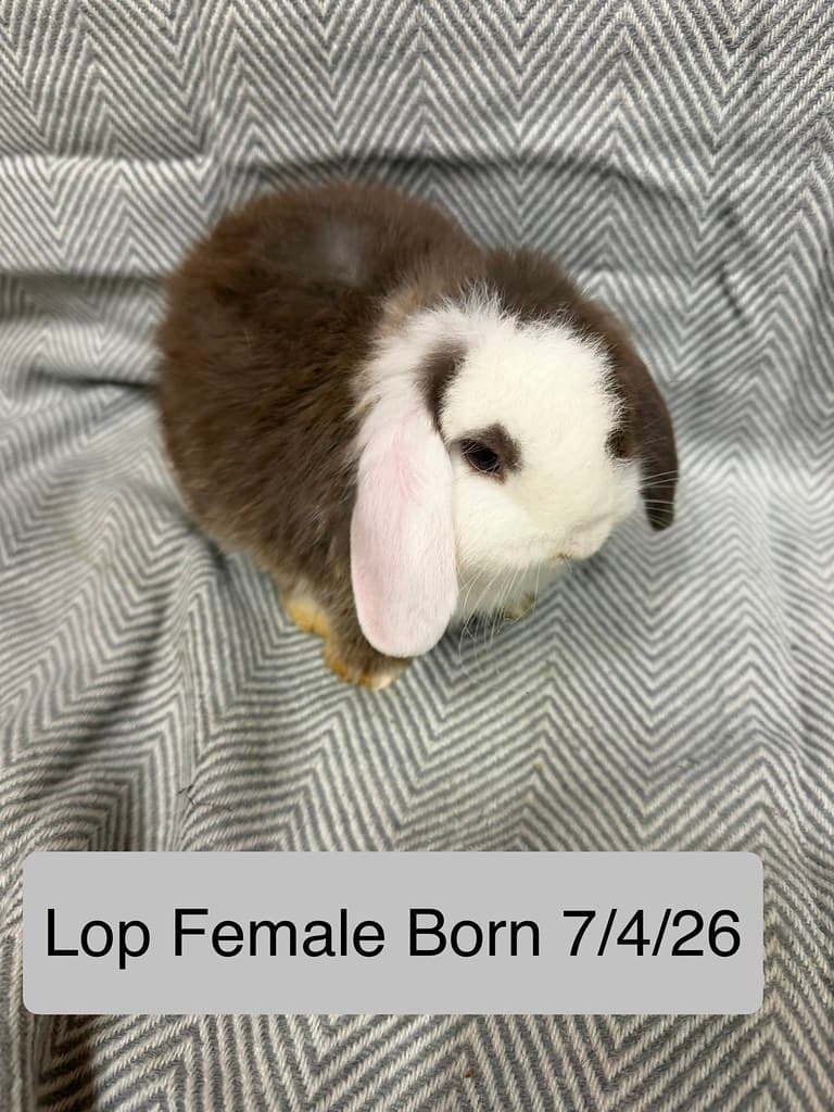 Available rabbit at AMRabbits
