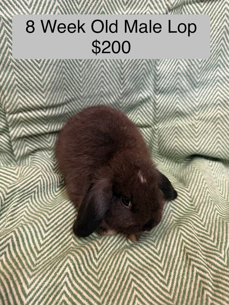 Available rabbit at AMRabbits
