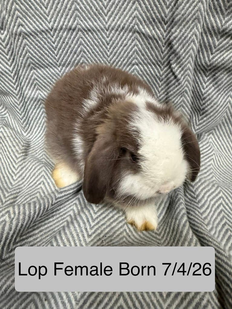 Available rabbit at AMRabbits