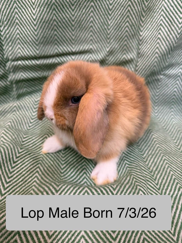 Available rabbit at AMRabbits