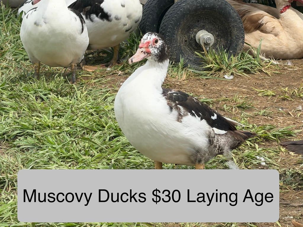 Available livestock at AMRabbits
