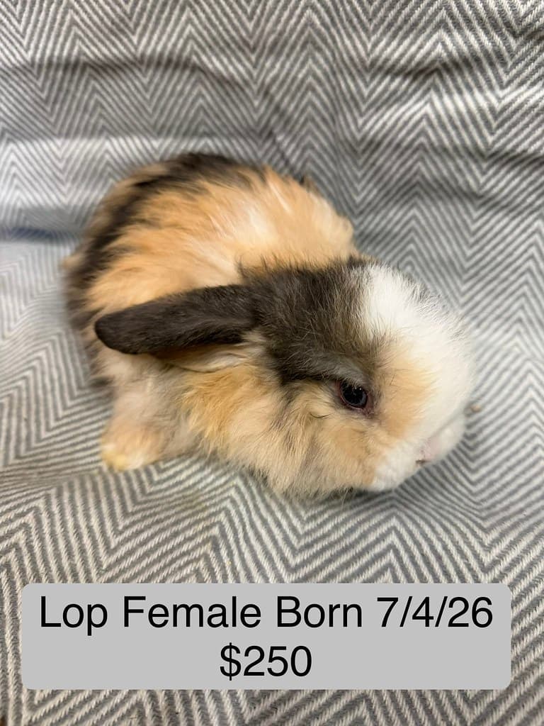 Available rabbit at AMRabbits