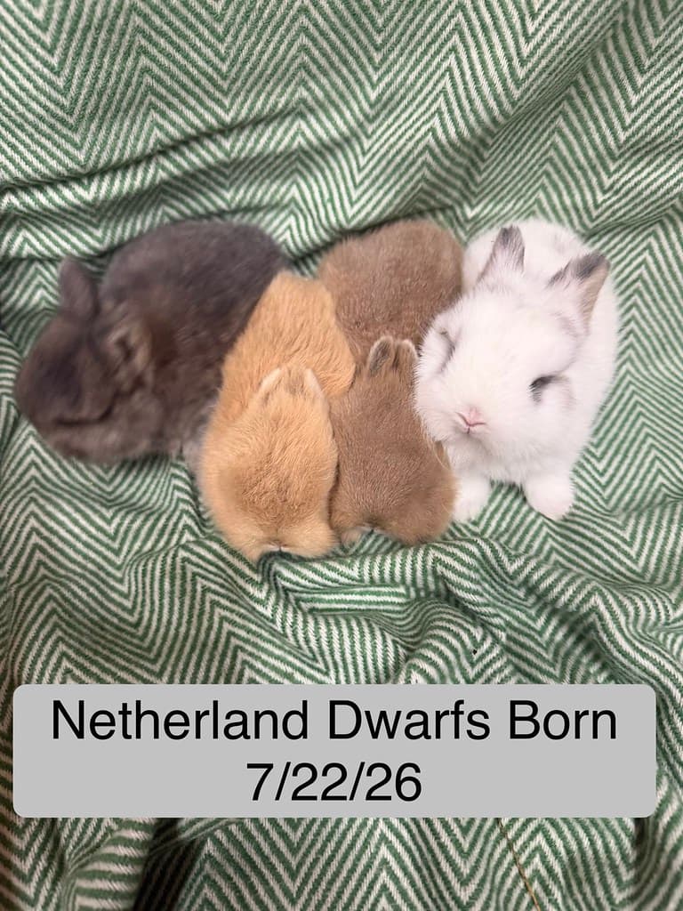 Available rabbit at AMRabbits