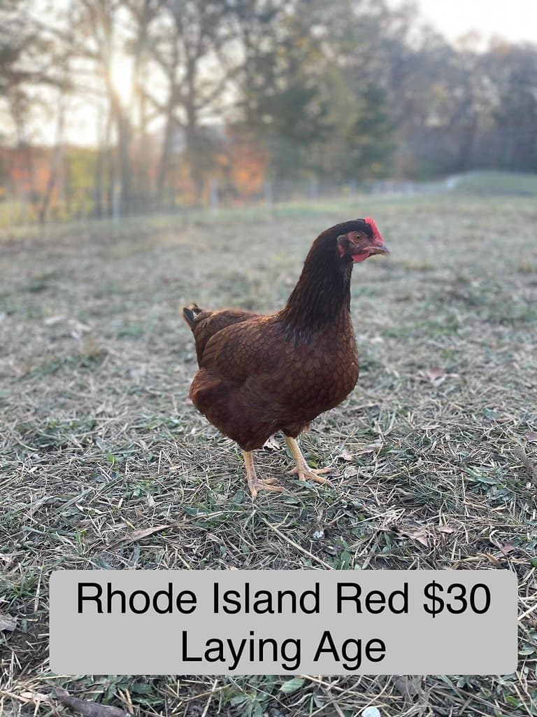 Available livestock at AMRabbits