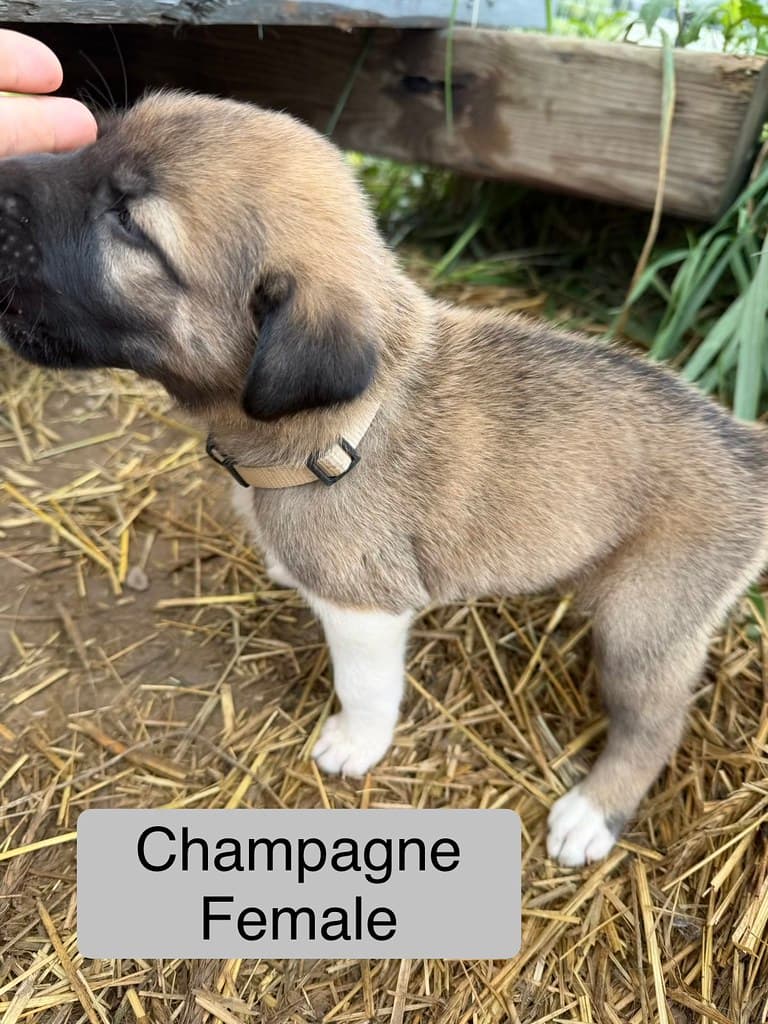 Available livestock at AMRabbits