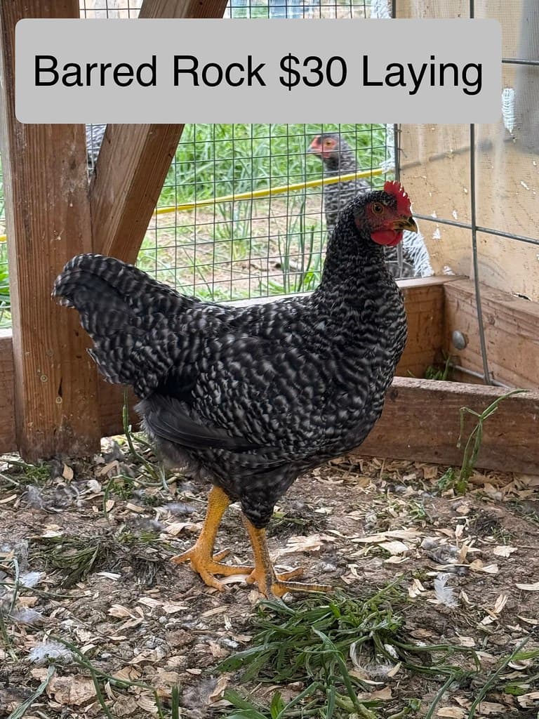 Available livestock at AMRabbits