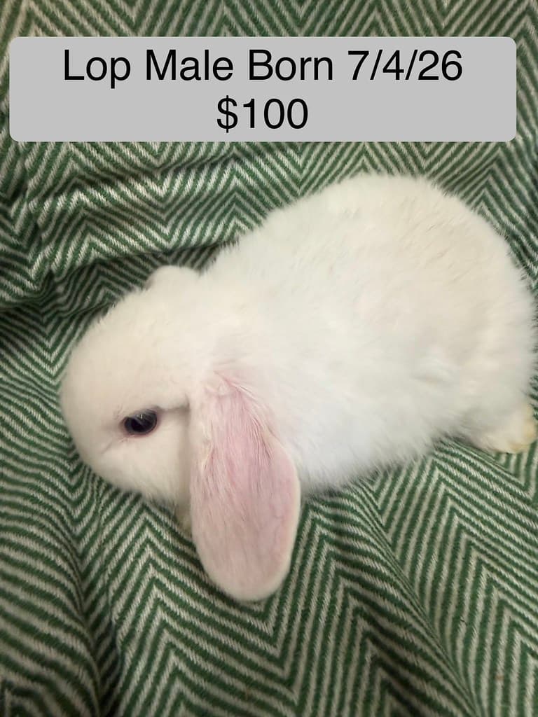 Available rabbit at AMRabbits