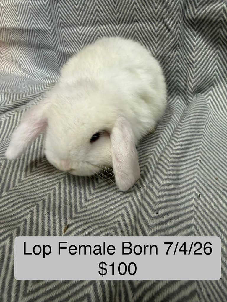 Available rabbit at AMRabbits