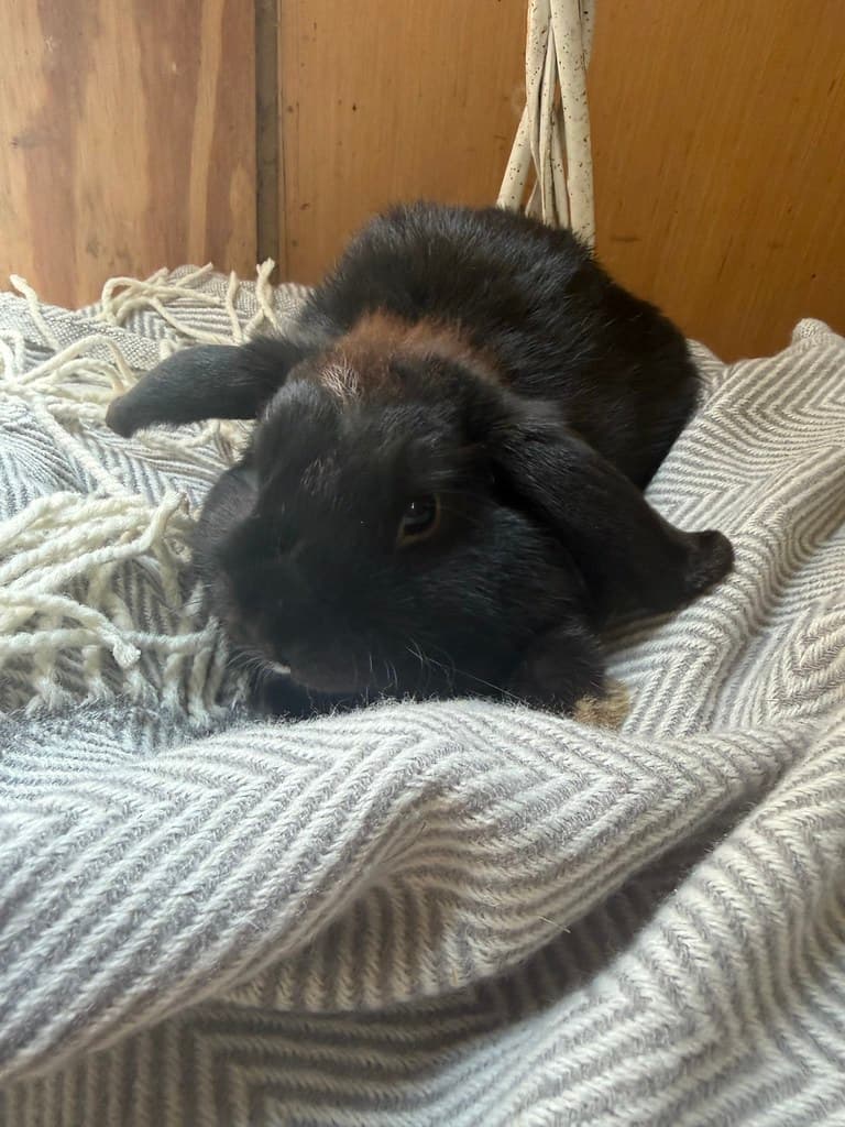 Available rabbit at AMRabbits
