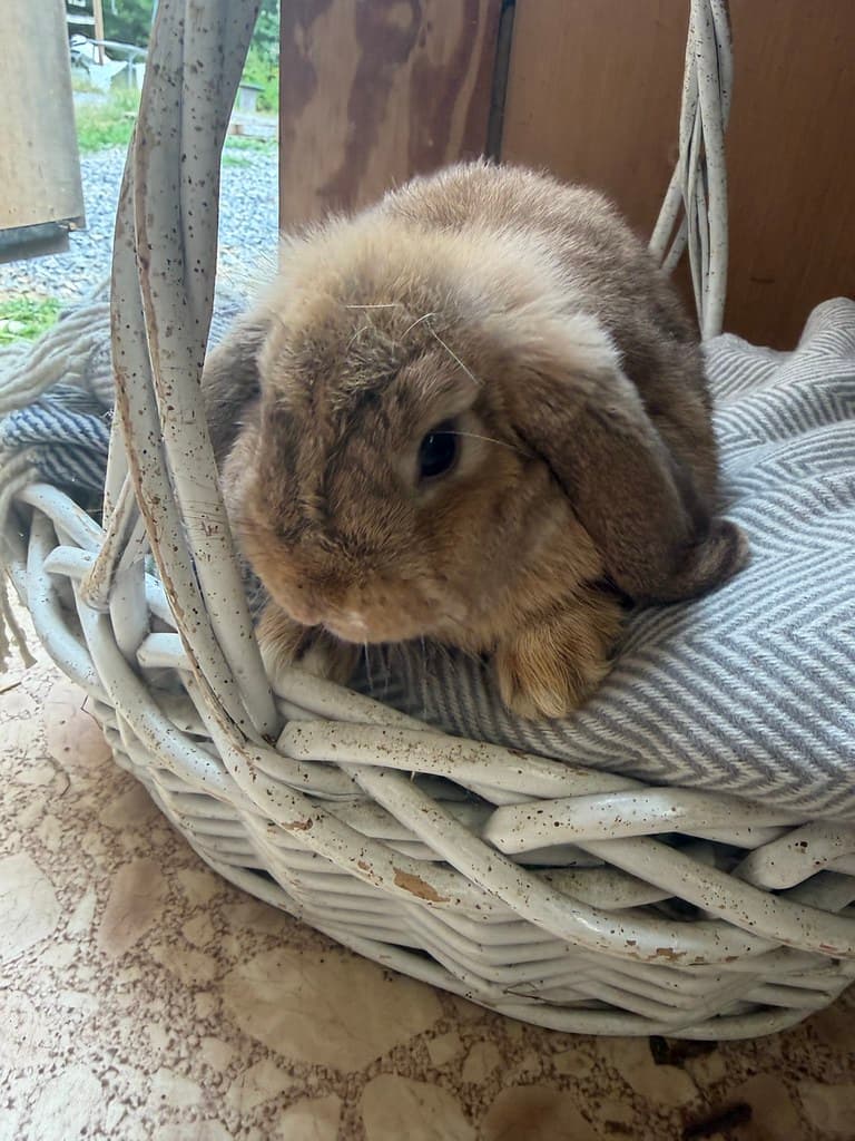 Available rabbit at AMRabbits