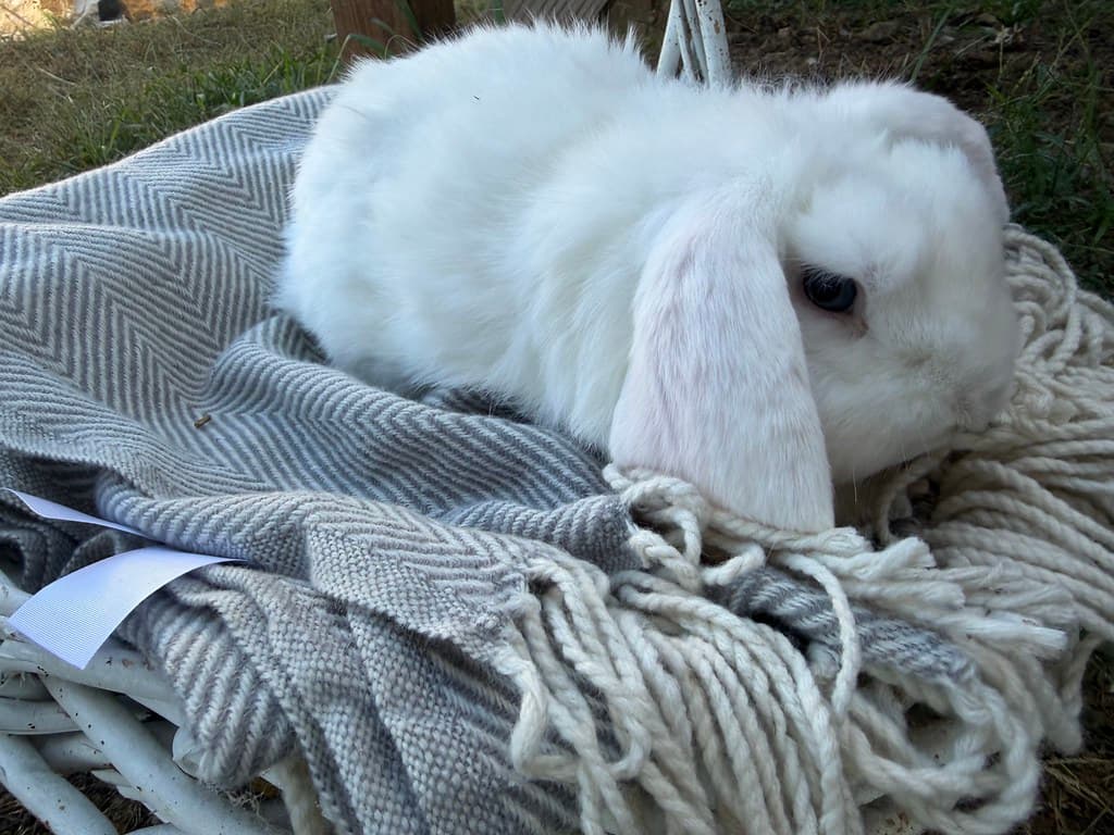 Available rabbit at AMRabbits