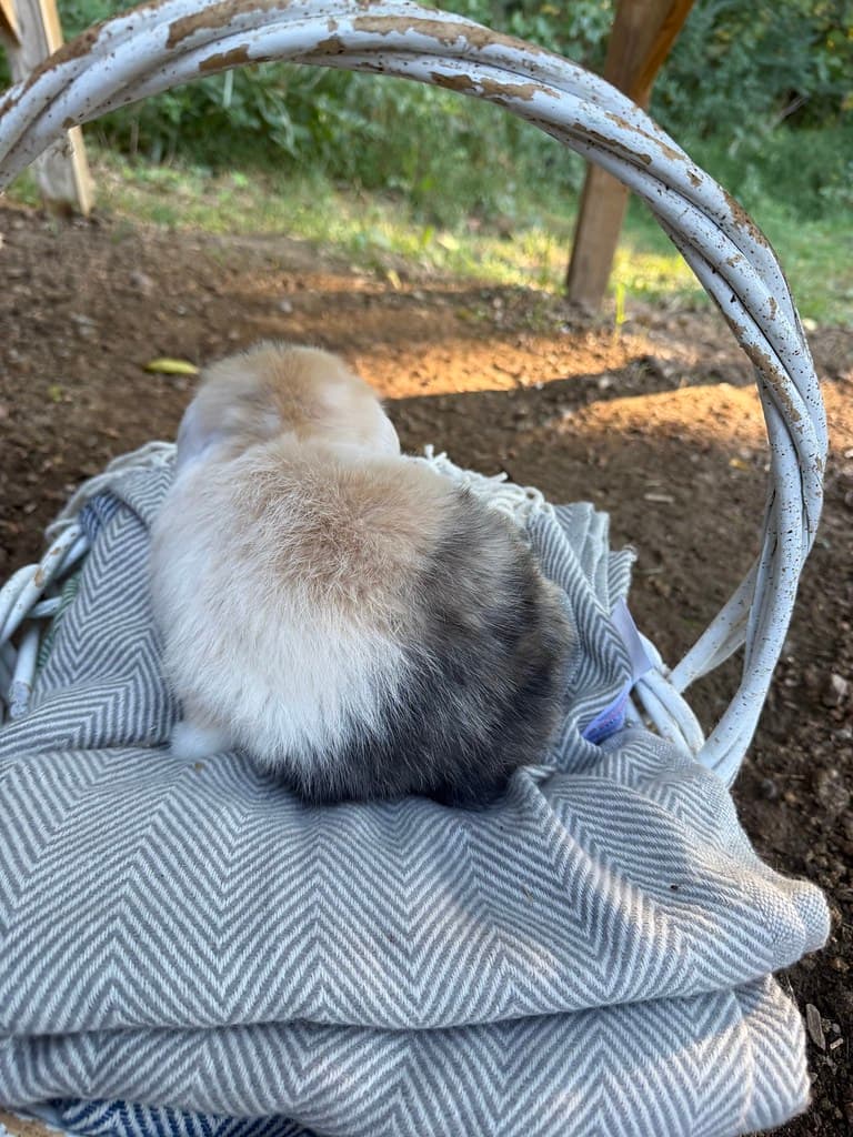Available rabbit at AMRabbits