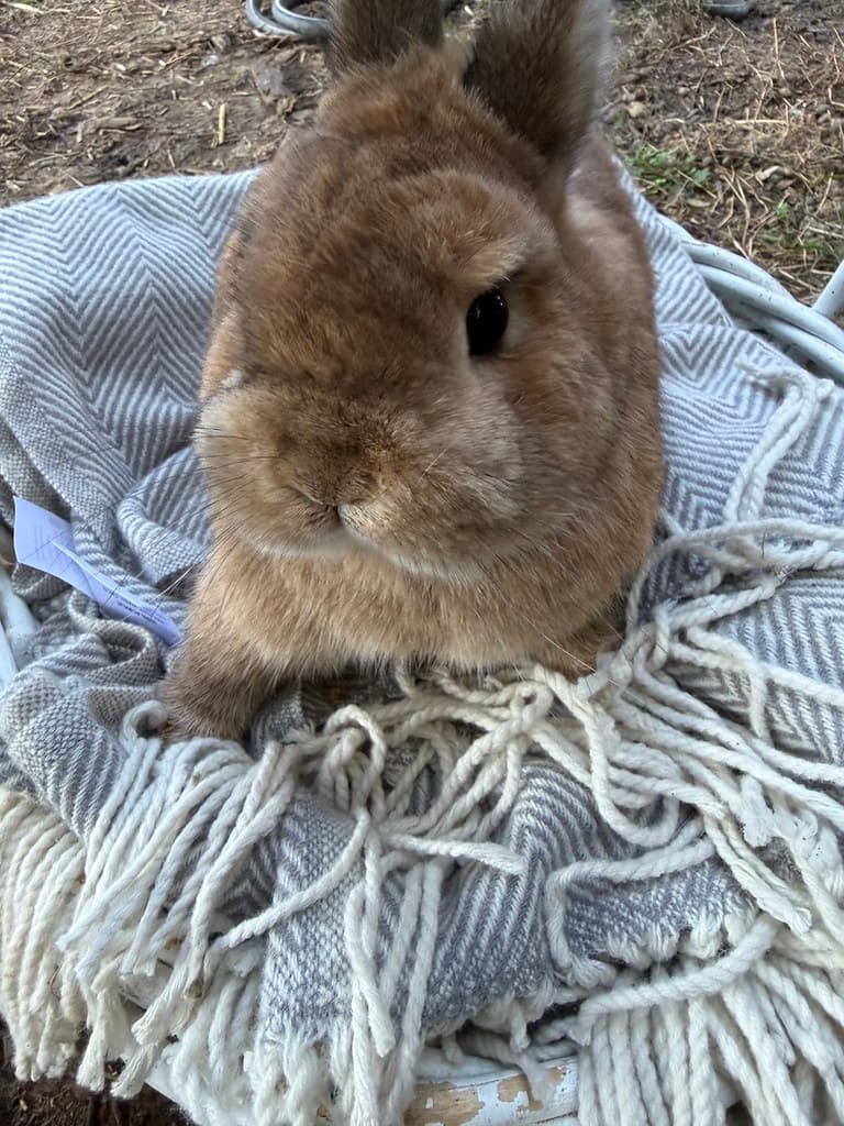 Available rabbit at AMRabbits