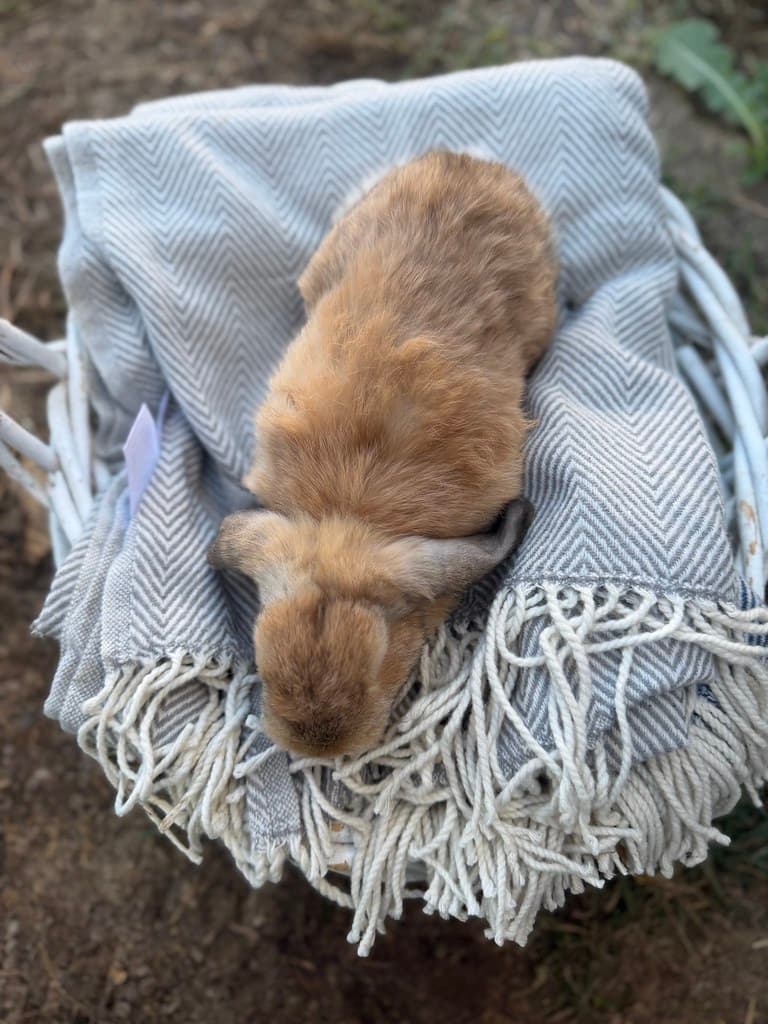 Available rabbit at AMRabbits