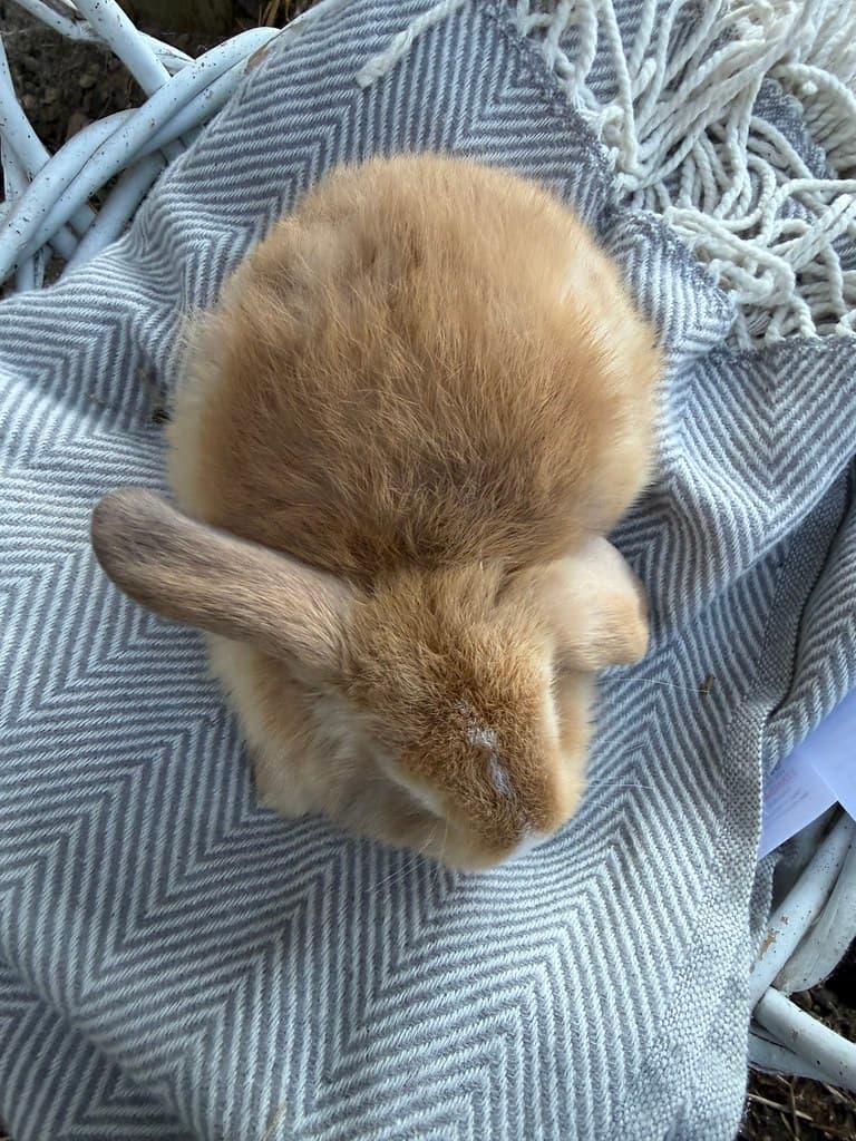 Available rabbit at AMRabbits