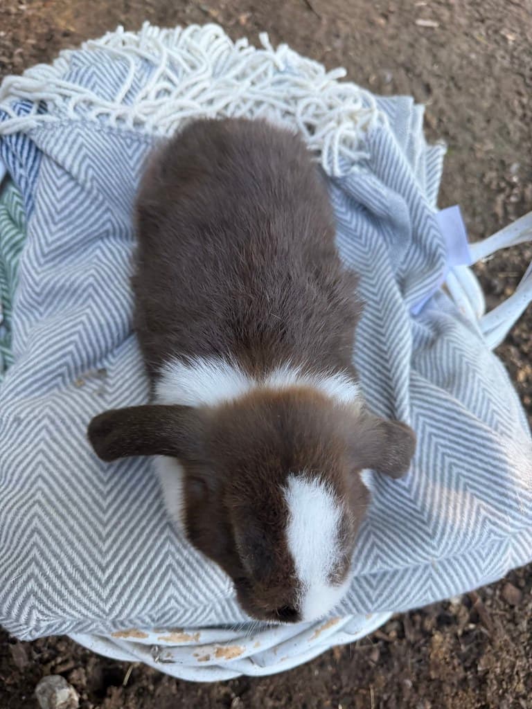 Available rabbit at AMRabbits