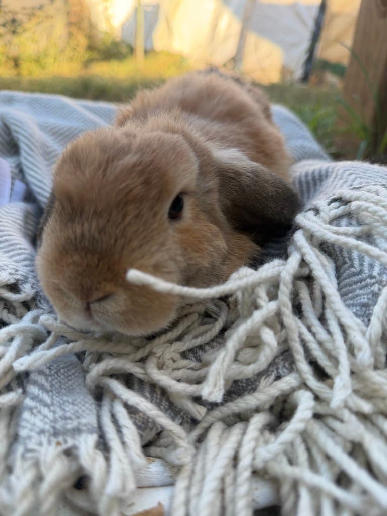 Available rabbit at AMRabbits