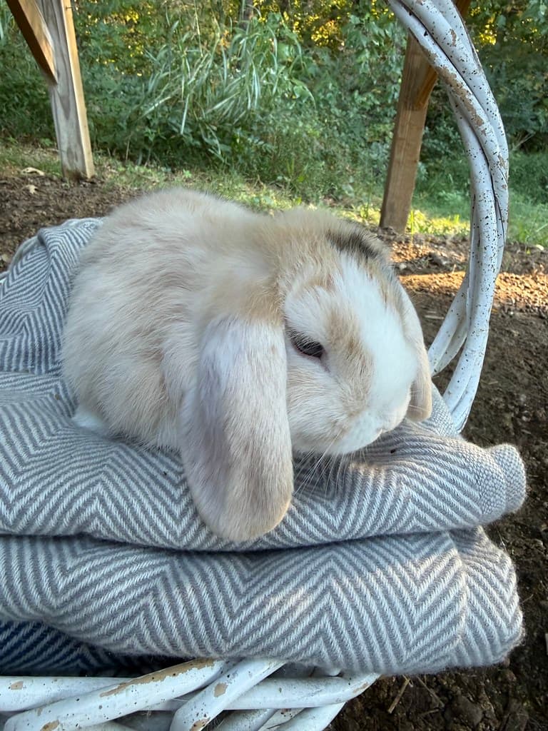 Available rabbit at AMRabbits