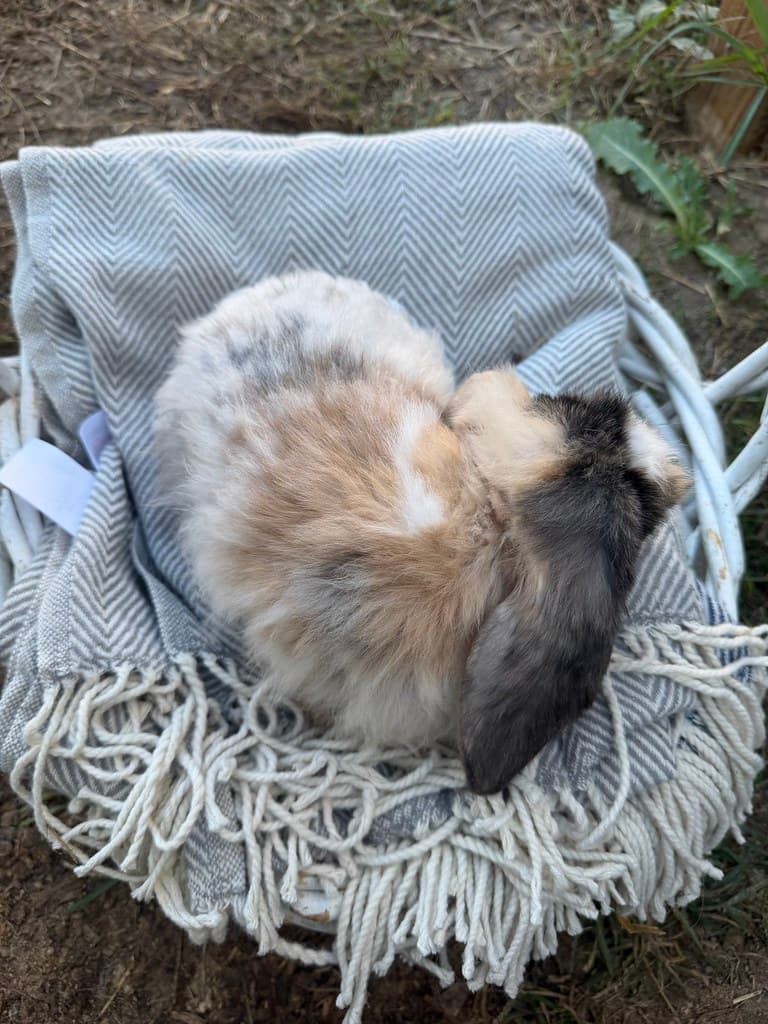 Available rabbit at AMRabbits
