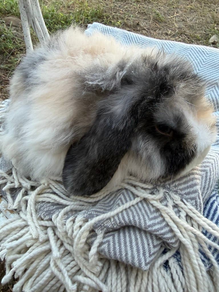 Available rabbit at AMRabbits
