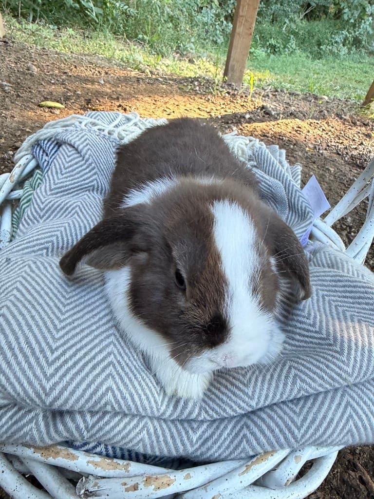 Available rabbit at AMRabbits