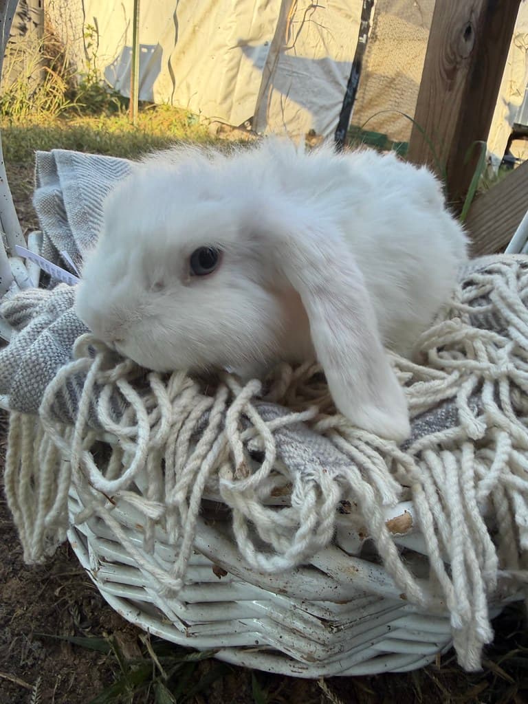Available rabbit at AMRabbits