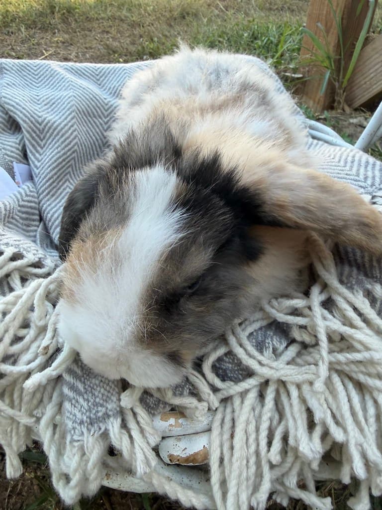 Available rabbit at AMRabbits