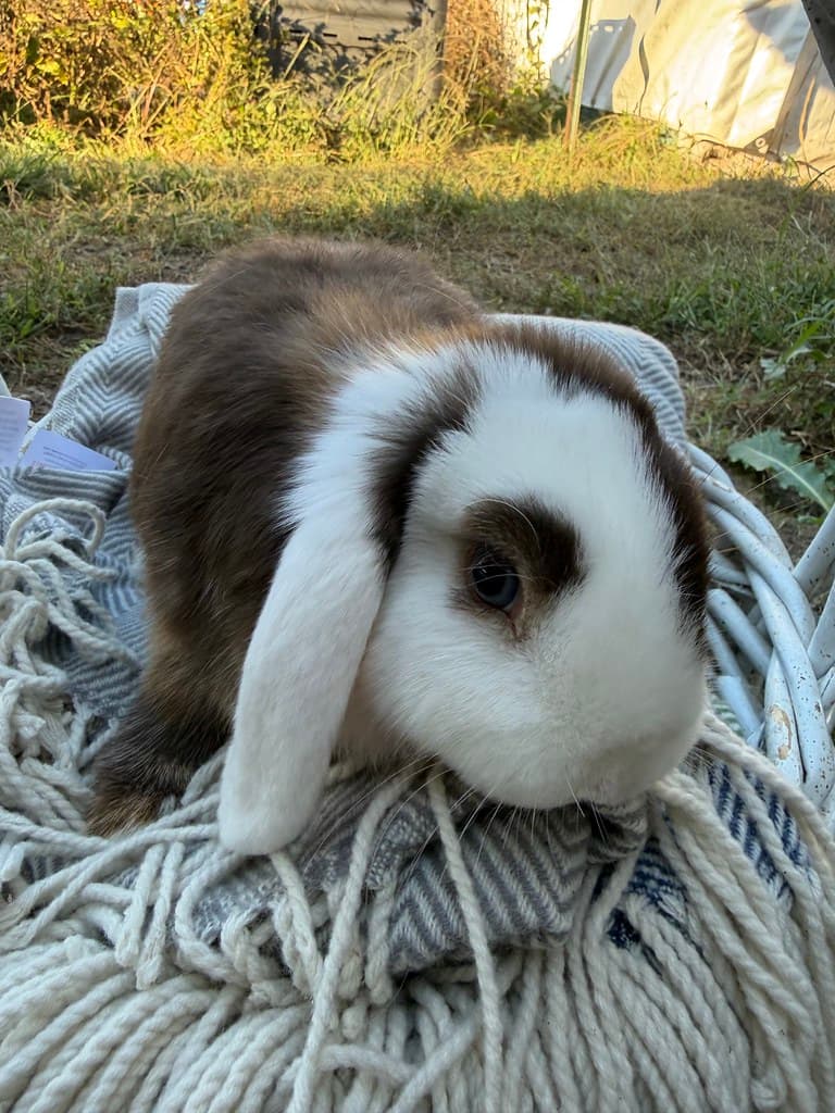 Available rabbit at AMRabbits