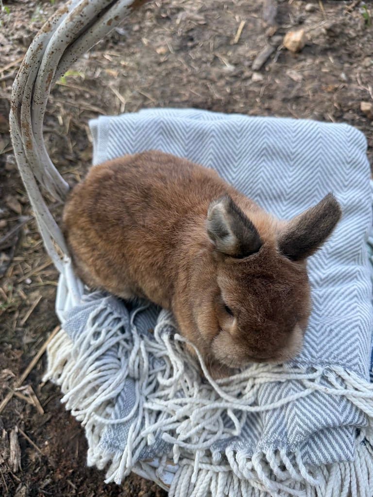 Available rabbit at AMRabbits