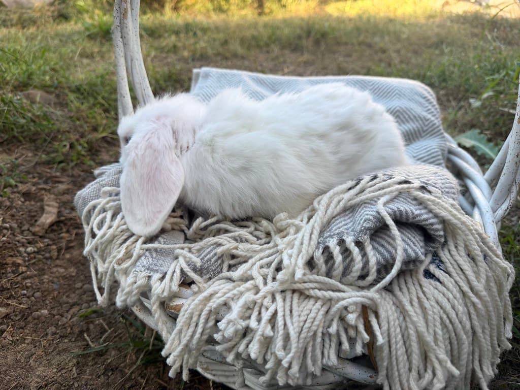 Available rabbit at AMRabbits