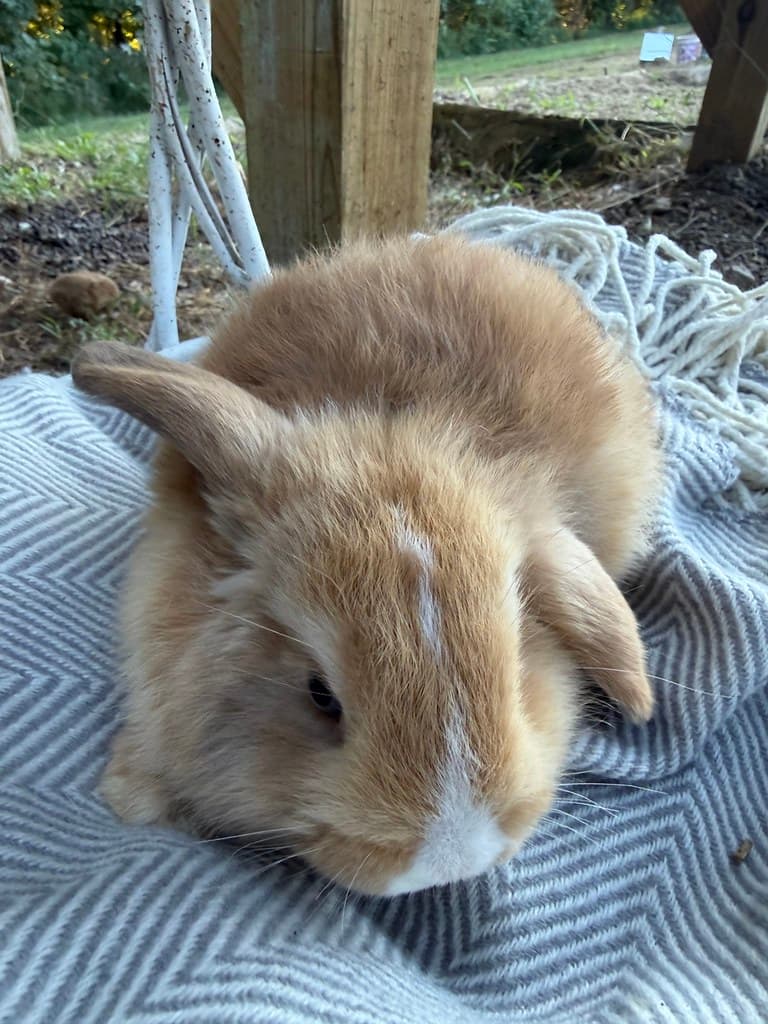 Available rabbit at AMRabbits
