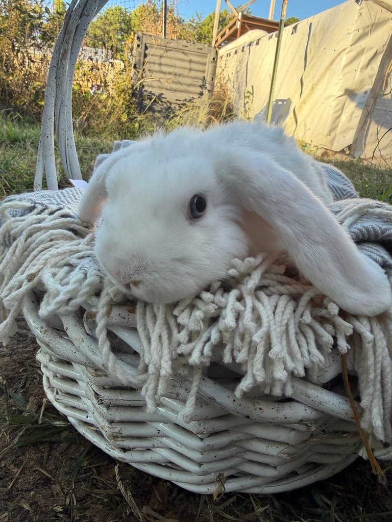 Available rabbit at AMRabbits