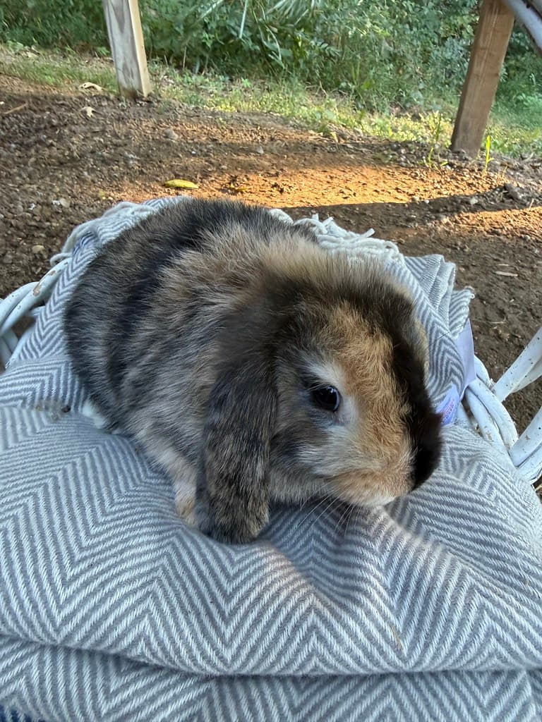 Available rabbit at AMRabbits