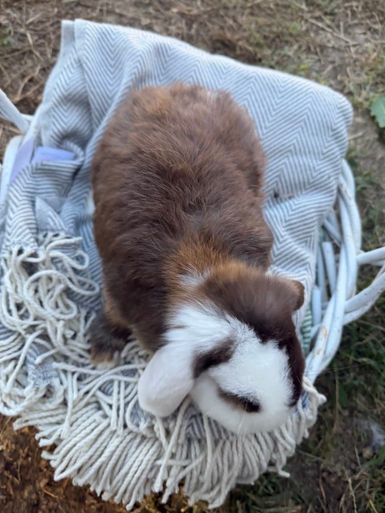 Available rabbit at AMRabbits