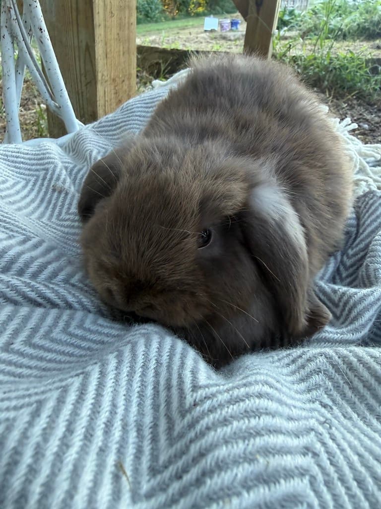 Available rabbit at AMRabbits