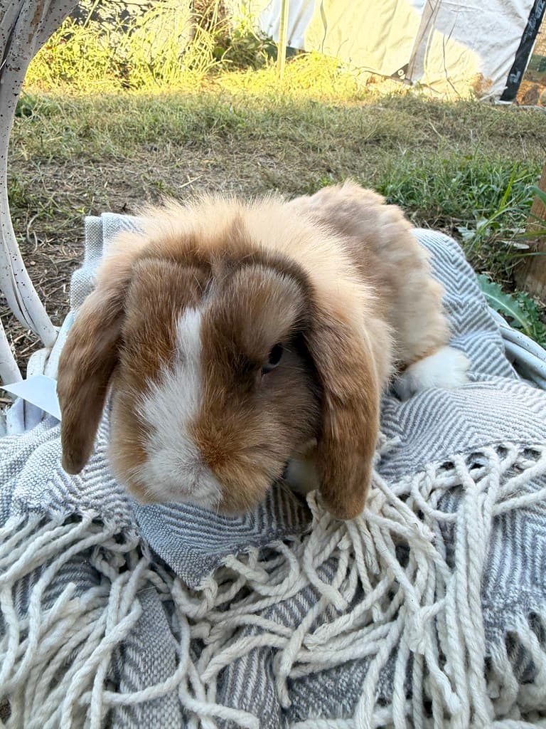 Available rabbit at AMRabbits
