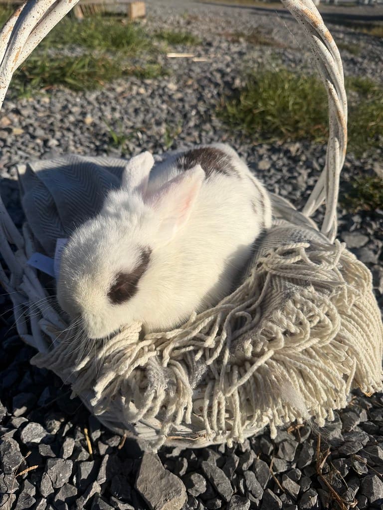Available rabbit at AMRabbits