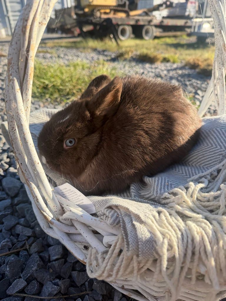 Available rabbit at AMRabbits