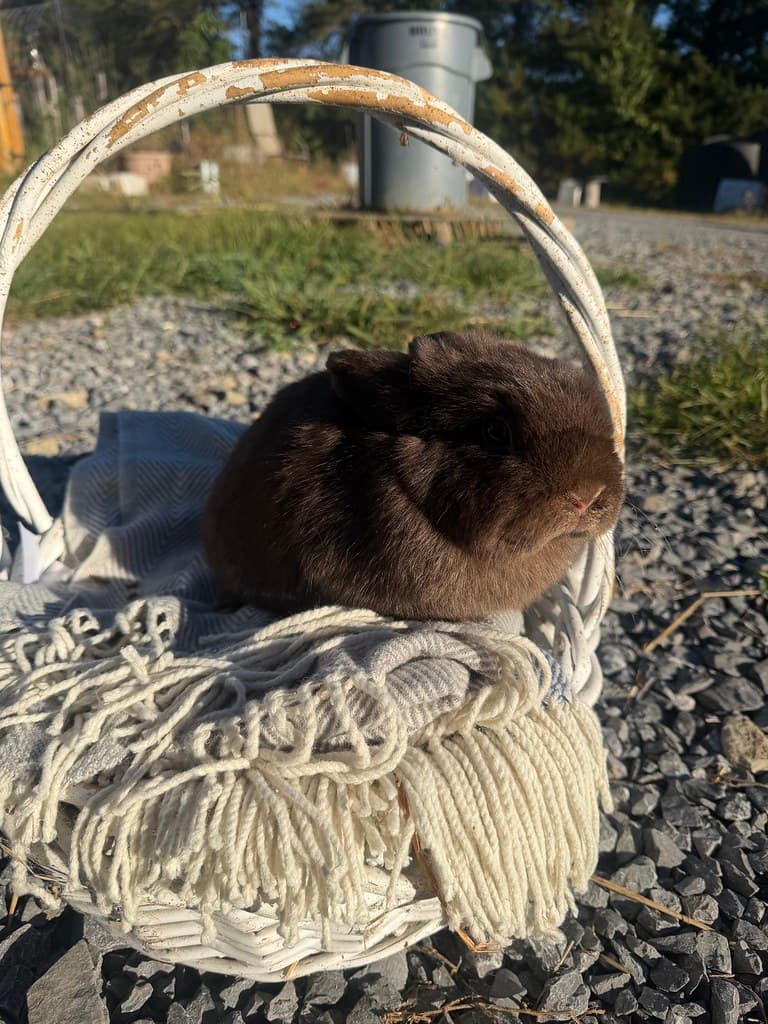 Available rabbit at AMRabbits