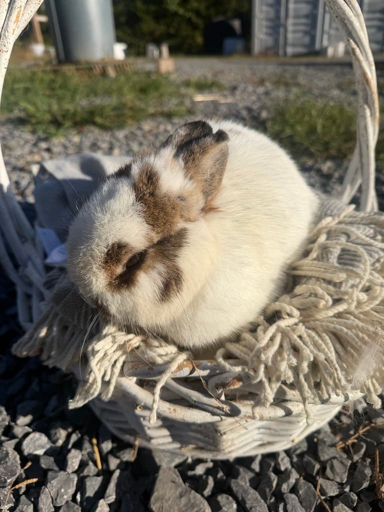 Available rabbit at AMRabbits