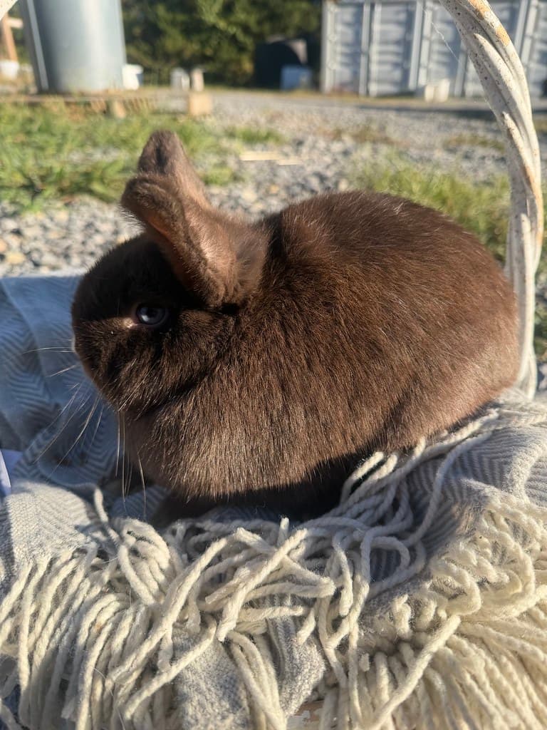 Available rabbit at AMRabbits