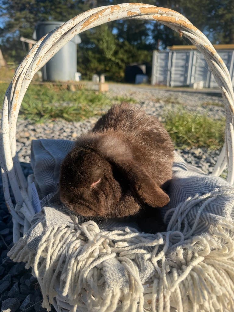 Available rabbit at AMRabbits